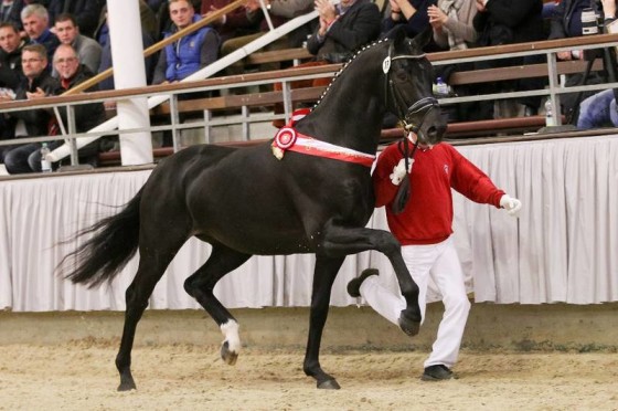 Stallion Show in Münster