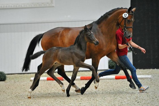 Foal Show of Oldenburg Verband OL + OS