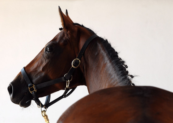 Hanoverian Mare Performance Test