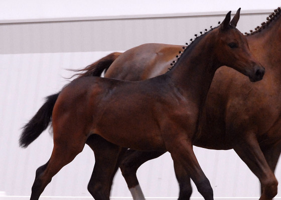 Hanoverian Foal Show