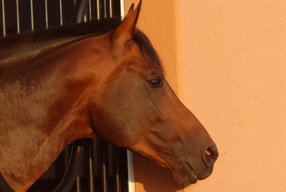 Mare Performance Test of Oldenburg Verband