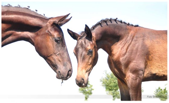 Foal Show of Holsteiner Verband