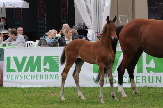 Morricone-colt becomes Reserve-Champion in Lienen