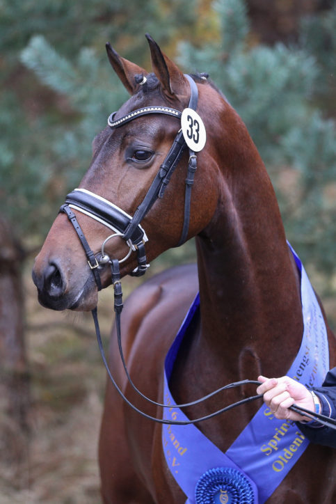 Newcomer: OS-Champion Stallion goes to Bonhomme