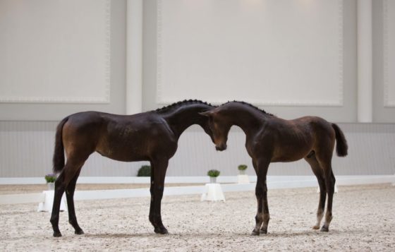 Foal Show of Oldenburg Verband OL +OS