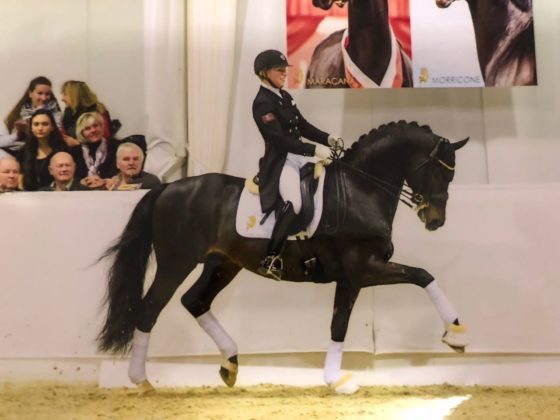 NEW STALLION VIDEOS ONLINE!