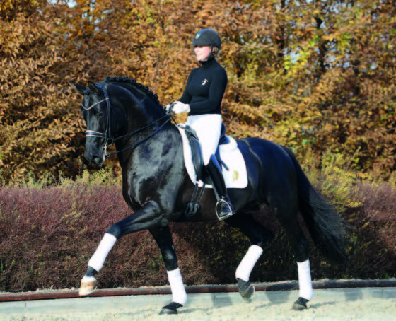 Cadeau Noir took victory in advanced (S*) dressage class, Fiderdance won advanced (S***) dressage class