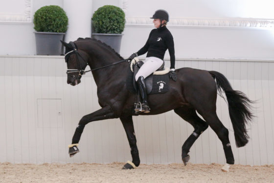 Stallion Presentations in 2019