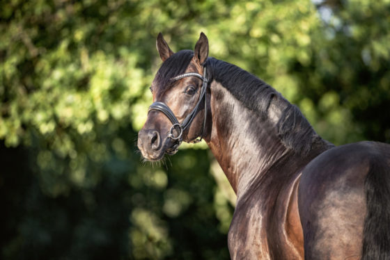 Stallion show at Gestüt Bonhomme