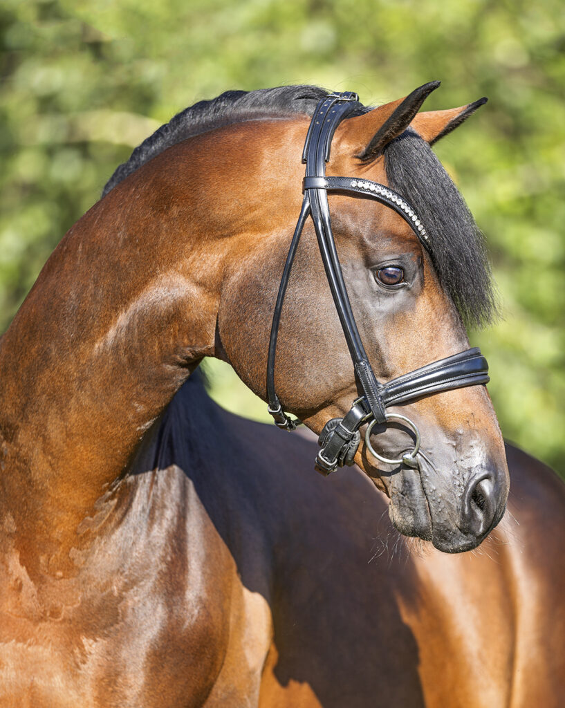 Maxim - Stud Bonhomme - Gestüt Bonhomme