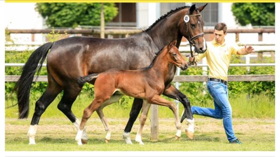 Grey Flanell stellt Preisspitze in Verden