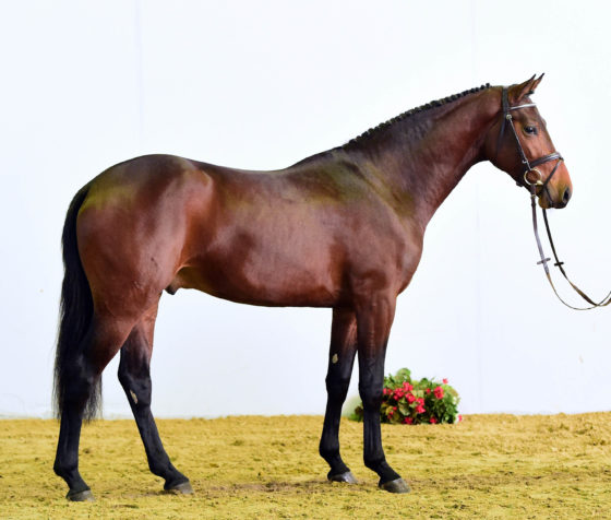 Zinedream für Holstein anerkannt