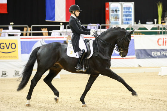 CDI 4* Oldenburg: Grey Flanell qualifiziert sich zum Louisdor Preis Finale