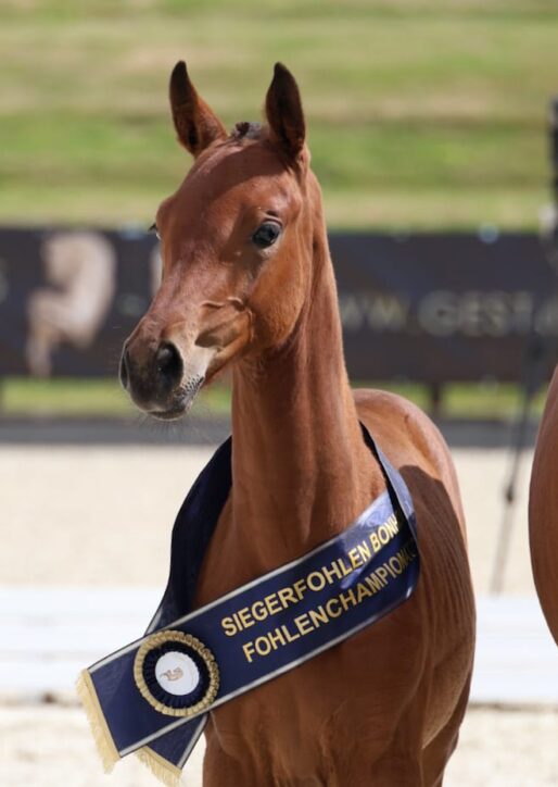 4. BONHOMME FOHLENCHAMPIONAT