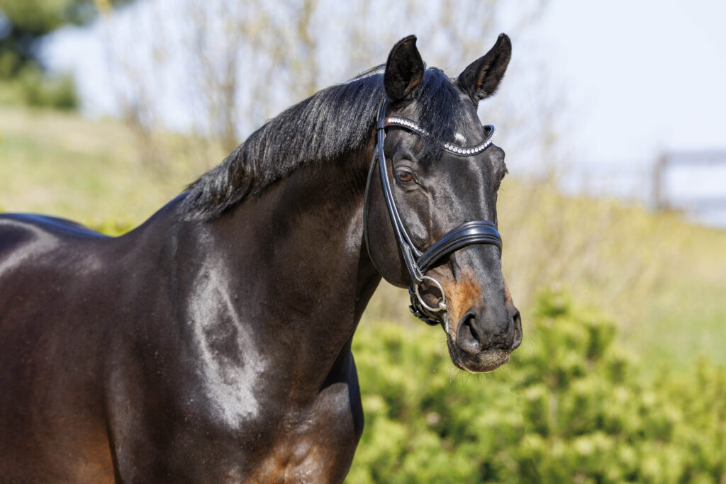 

Werder (Havel), Gestüt Bonhomme
18. March 2026
© www.sportfotos-lafrentz.de / Stefan Lafrentz